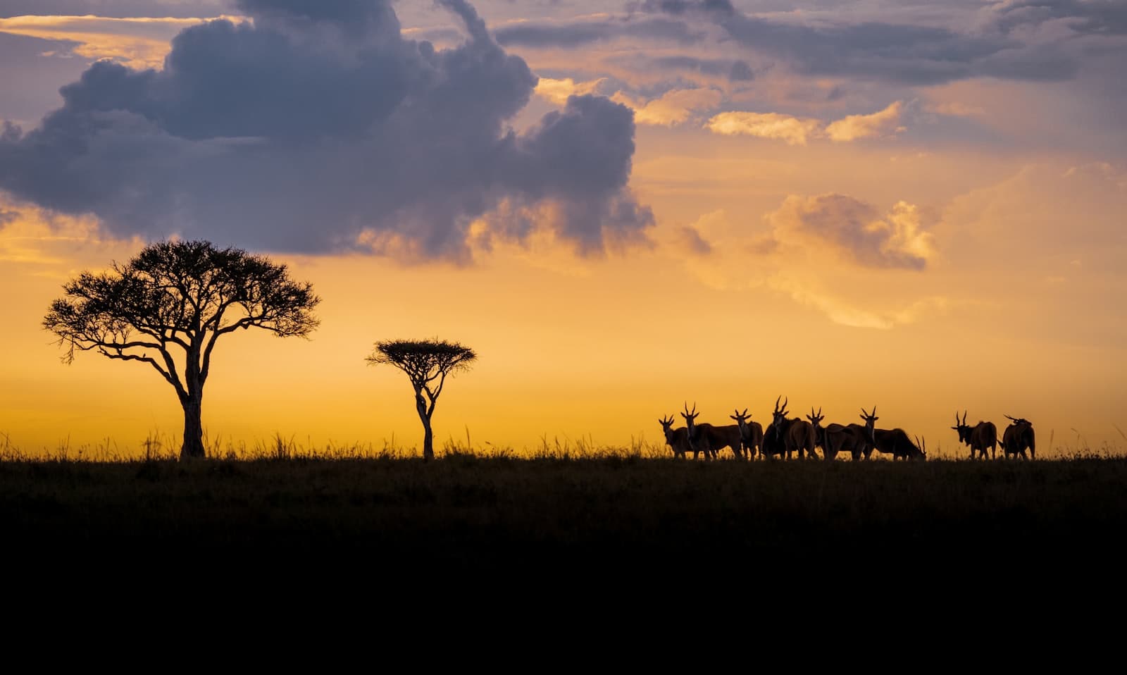 Antelope and acacia trees in silhouette on the savanna at golden hour